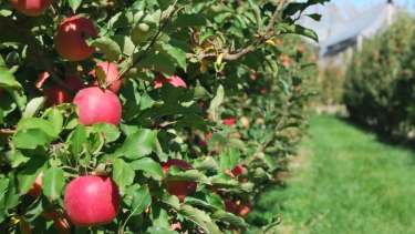 Cómo identificar qué plaga tiene tu monte frutal y en qué condiciones ambientales conviene curar