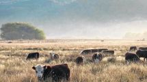 Imagen de Sin nieve ni lluvia, ganaderos de Neuquén piden la emergencia del sector: «No hay campo que aguante»