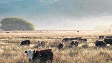 Sin nieve ni lluvia, ganaderos de Neuquén piden la emergencia del sector: «No hay campo que aguante»