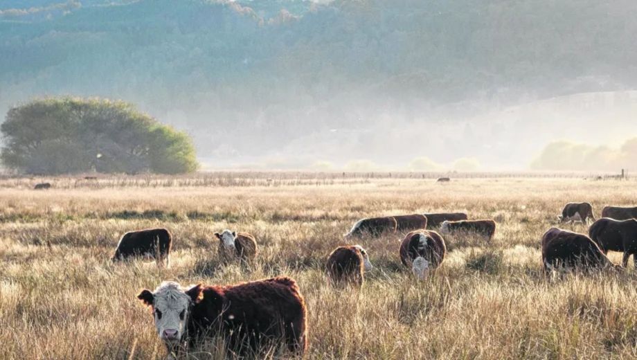 Piden la emergencia agropecuaria en Neuquén. Archivo.