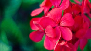 Plantas resistentes de primavera: ideales para tu jardín y casi sin cuidado