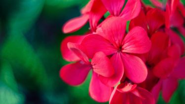 Plantas resistentes de primavera: ideales para tu jardín y casi sin cuidado
