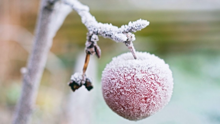 Conocé el pronóstico de heladas para los valles bajo riego de Neuquén y Río Negro. (Foto: archivo)
