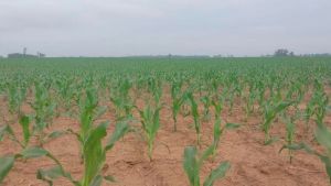 Cómo afecta la ciclogénesis en el agro: qué advirtió la Bolsa de Comercio de Rosario sobre el maíz y el trigo