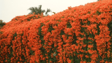 La planta trepadora de rápido crecimiento que florece todo el año y transforma tu jardín