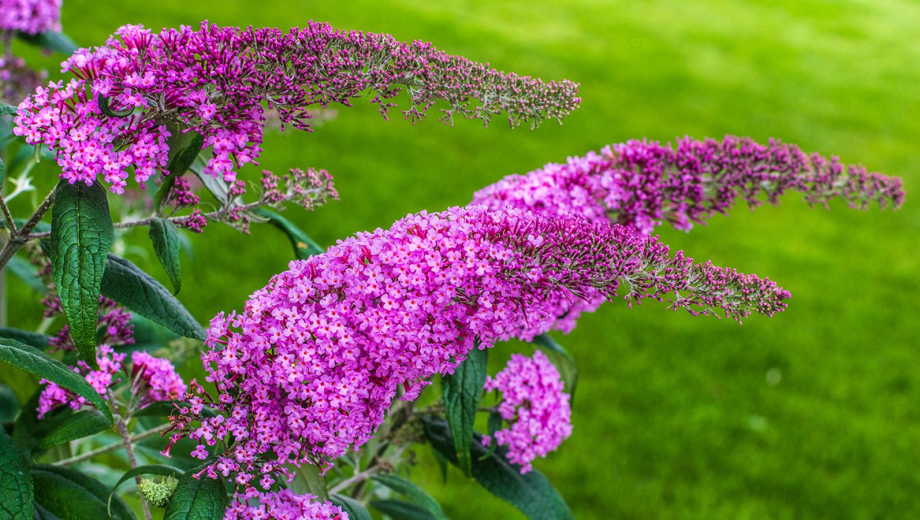 En definitiva, se trata de una planta que ofrece mucho más que un toque decorativo: suma vida, biodiversidad y equilibrio ecológico.