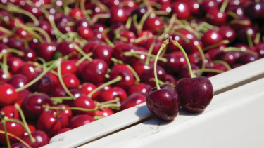 Harvista llega a la Argentina: así es la tecnología que prolonga la vida y calidad de las cerezas