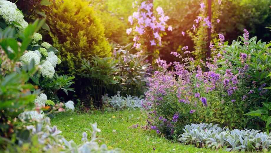 Guía práctica para cuidar tu jardín en agosto.-