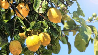 Cómo tener rápido tu limonero: guía práctica para plantar en agosto