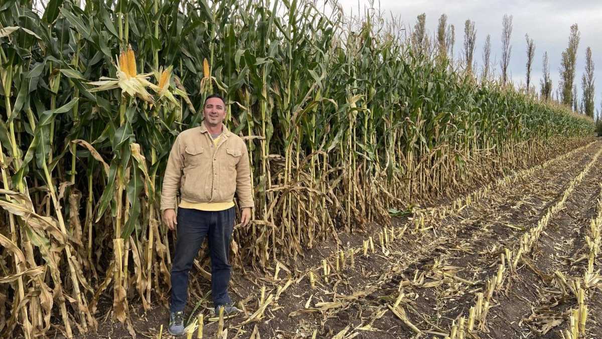 Muy alto rindes de maíz en el Valle Inferior del río Negro.