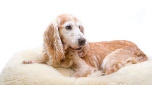 Cómo detectar si tu perro tiene dolor aunque no lo demuestre