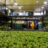 Imagen de Peras y manzanas: la fruta del Alto Valle llega a septiembre con exportaciones en baja