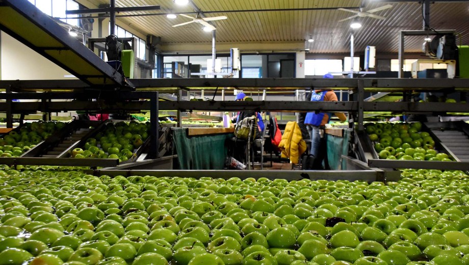 Empaque de manzanas en la ciudad de Neuquén. Foto: archivo.