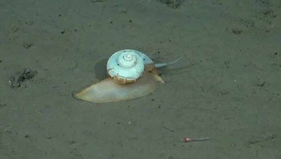 Streaming del Conicet. 