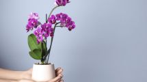 Imagen de Cómo tener orquídeas en maceta y lograr que estallen en flores: fácil y práctico