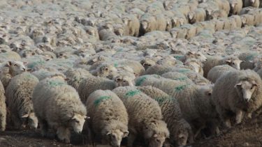 El impacto de la decisión de Chile de suspender las importaciones de carne argentina