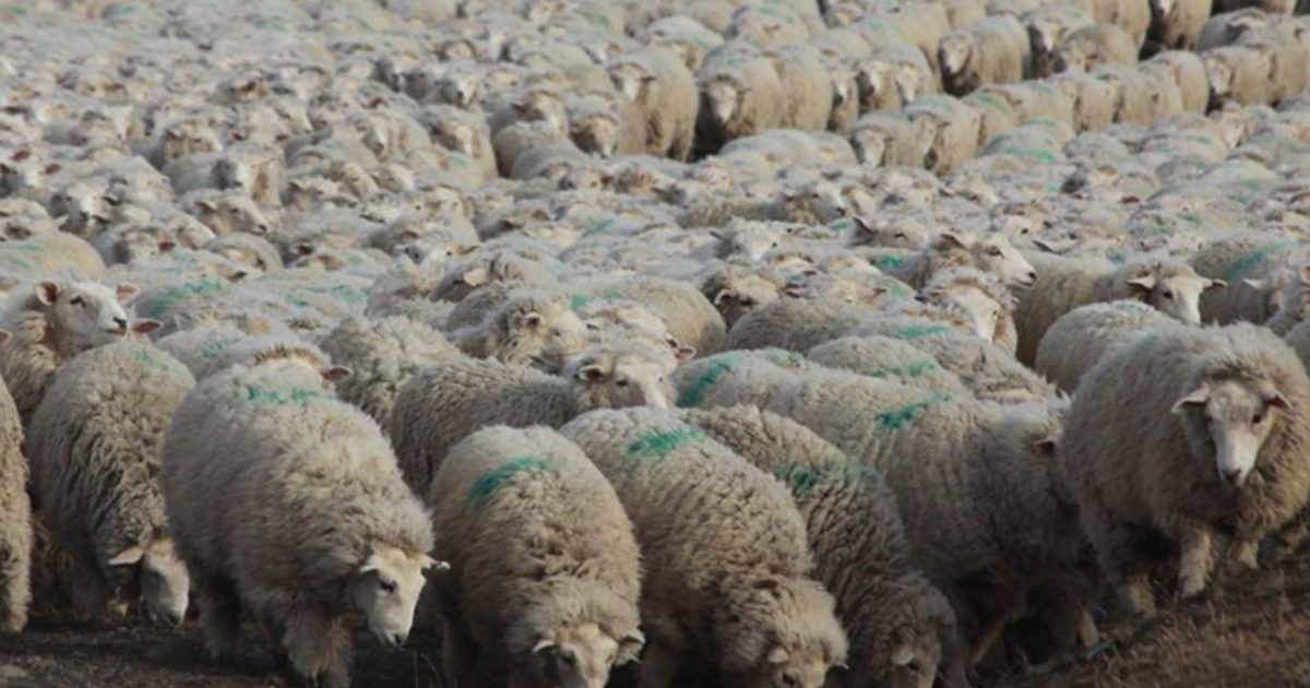 Chile Suspends Argentine Meat Imports: Impact & Analysis