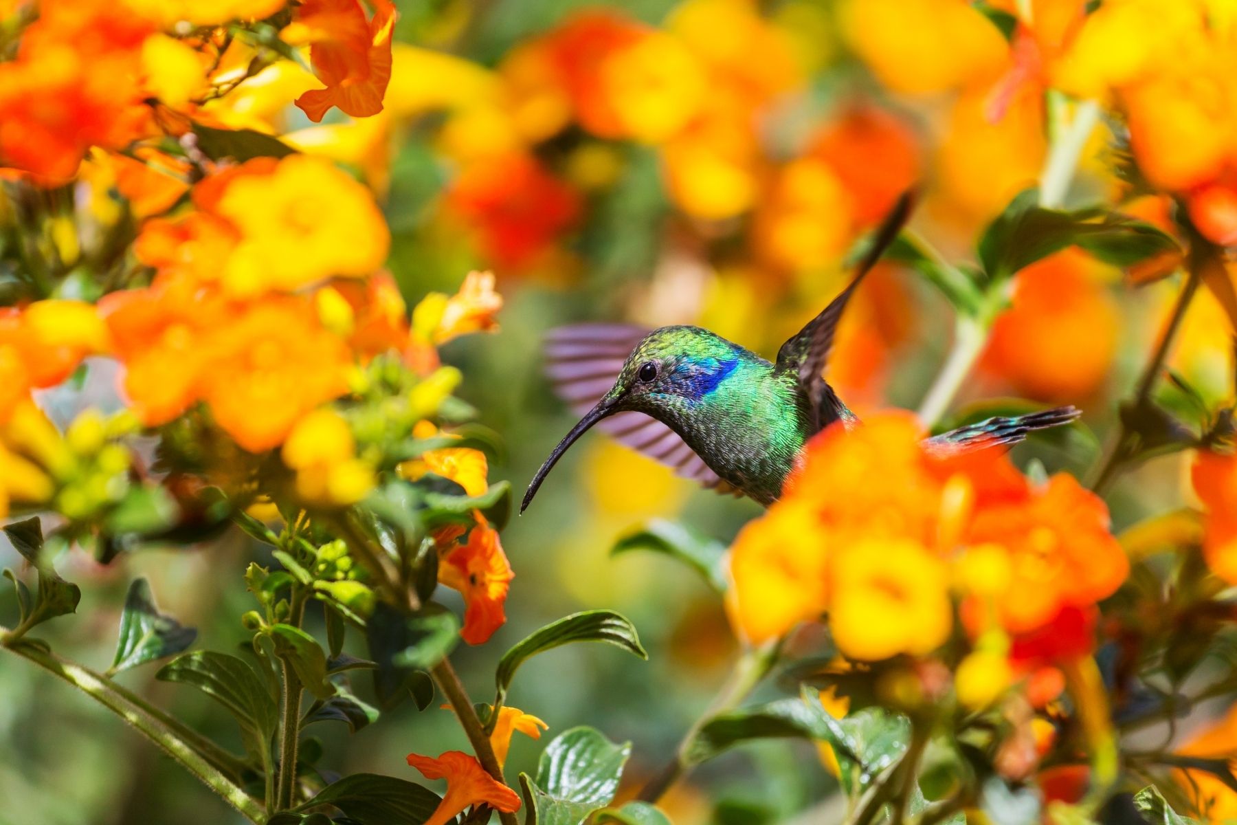 Cómo atraer aves al jardín esta primavera con manzanas y peras