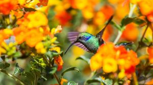 Las dos frutas que podés dejar en el jardín para atraer aves esta primavera