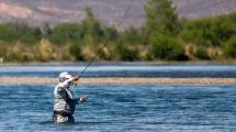 Imagen de Cómo es el pez exótico que llegó del Atlántico y puso en alerta a Neuquén al aparecer en el río Limay