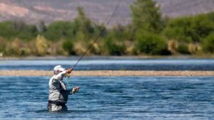 Cómo es el pez exótico que llegó del Atlántico y puso en alerta a Neuquén al aparecer en el río Limay