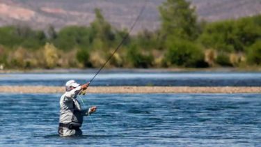 Cómo es el pez exótico que llegó del Atlántico y puso en alerta a Neuquén al aparecer en el río Limay