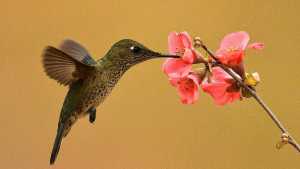 El picaflor rubí, que cada invierno busca fama, y ahora la consiguió