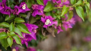 La planta trepadora que estalla en flores en verano si la plantás ahora