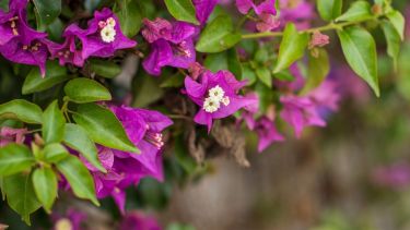 La planta trepadora que estalla en flores en verano si la plantás ahora