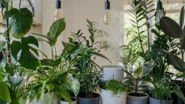 Tener muchas plantas en casa no siempre es buena idea, según el Feng Shui