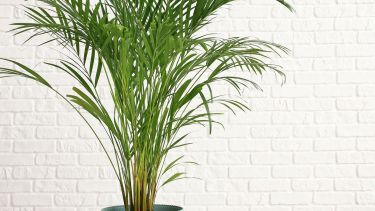 Cinco plantas de interior ideales si tenés poco tiempo: resistentes y fáciles de cuidar