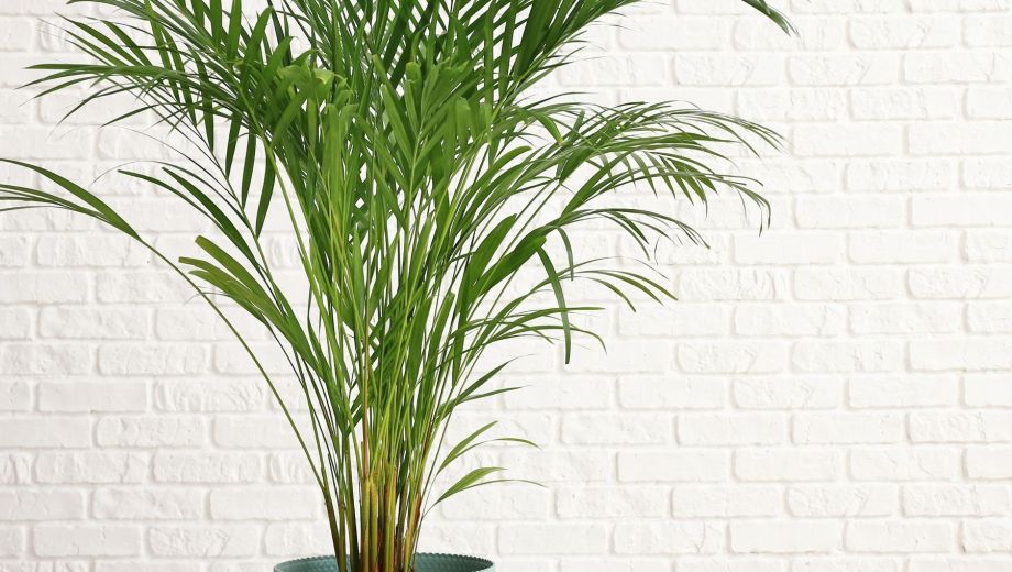 Tener plantas de interior no solo embellece los ambientes, también aporta beneficios concretos para la salud.