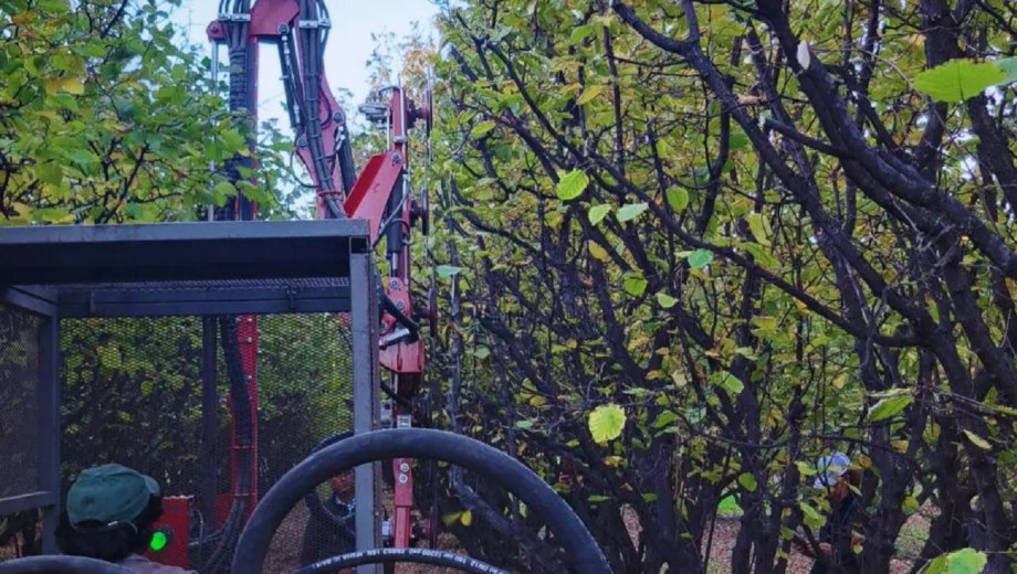 Poda mecanizada en nogales.