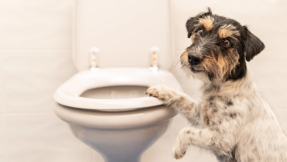 Qué significa que tu perro te siga al baño.