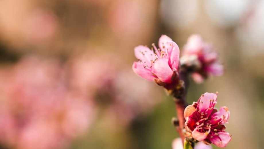 Pronóstico primavera.-