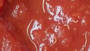 La ANMAT recomendó no consumir tomate triturado de una reconocida marca por posible presencia de gusanos