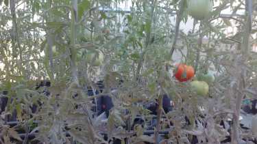 Descubrimiento en Bariloche: las levaduras favorecen el crecimiento del tomate, aún en contextos de estrés hídrico