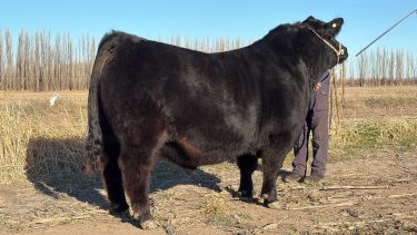 Los números que dejó la actividad agroganadera de la región en la semana