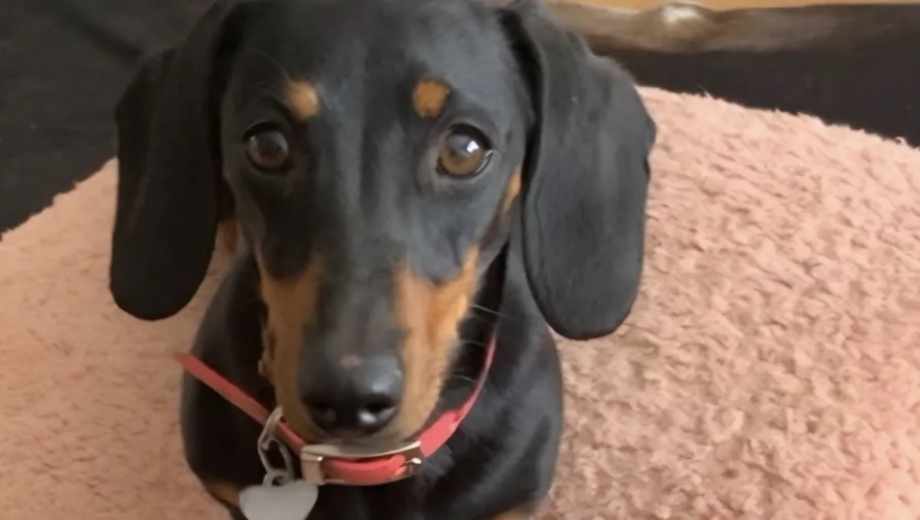 Valerie, la perrita que sobrevivió 529 días perdida en las costas australianas.-