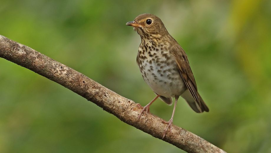 Con apenas dos frutas y un poco de atención, cualquier patio puede convertirse en un refugio de biodiversidad.