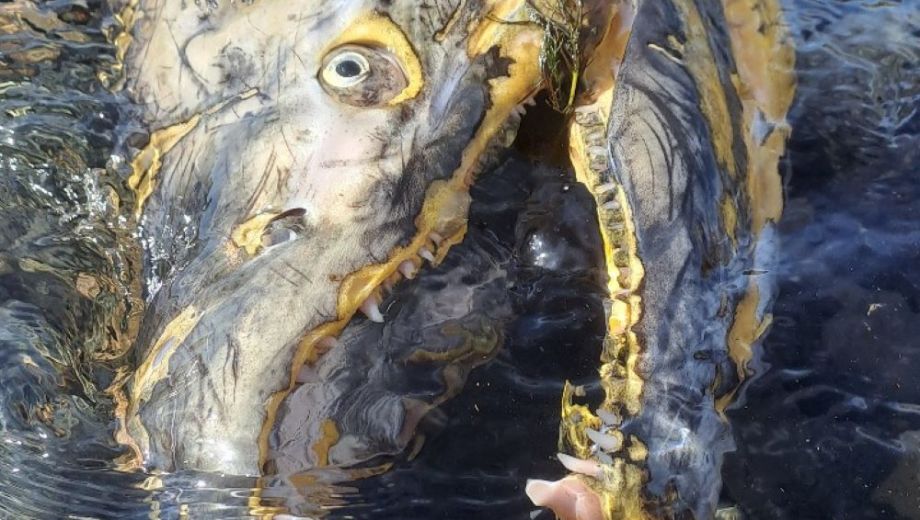 El Chinook es la especie de salmón más grande del Pacífico. Foto: gentileza