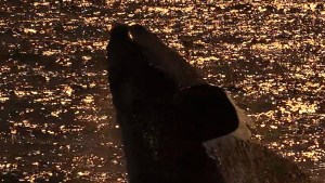 Video | La increíble noche en que la luna y una ballena se encontraron en Las Grutas