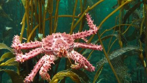 Entre algas y cardúmenes plateados: la Patagonia submarina que late en Camarones