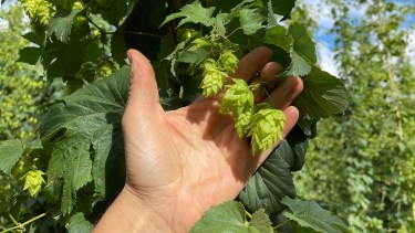 Lúpulo con sello Patagonia: historia, crisis y futuro de un cultivo único en el país