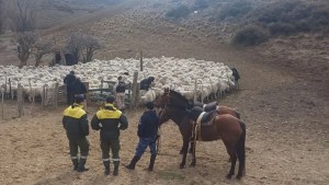 Abigeato en Bariloche: recuperaron 57 ovejas en un campo y persiguen pistas de un robo mayor