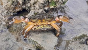 En pocos años, un cangrejo invasor se expandió 1000 km sobre la costa atlántica de la Patagonia