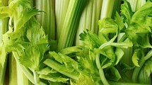 Imagen de Qué son las fibras del Apio: ¿es mejor quitarlas o dejarlas?