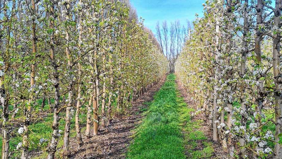 Abate Fetel con una densidad de plantación de 3,5 x 0,30, unas 5.000 plantas por hectárea.