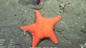 Comienza la expedición del Conicet en la Patagonia: Río Negro y Chubut bajo el microscopio submarino