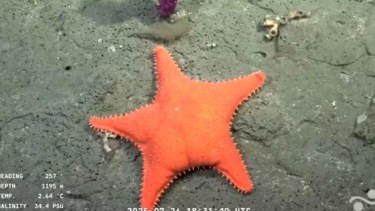 Comienza la expedición del Conicet en la Patagonia: Río Negro y Chubut bajo el microscopio submarino